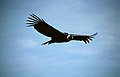 At Colca Canyon, Colca Valley, Per