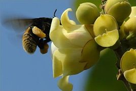 September 6: a female orchid bee Eulaema mocsaryi