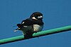 Fiji Woodswallow