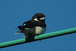 Fijispitsvogel