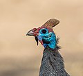 51 Gallina de Guinea (Numida meleagris), parque nacional Kruger, Sudáfrica, 2018-07-25, DD 48 uploaded by Poco a poco, nominated by Poco a poco