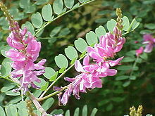 Indigofera tinctoria0.jpg