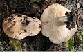 Lactarius musteus