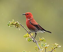 Photo of a red bird perched on a branch