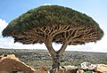 Image 14Socotra dragon tree at Socotra, UNESCO World Heritage Site (from Tourism in Yemen)