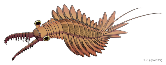 Innovatiocaris maotianshanensis インノヴァティオカリス・マオティェンシャネンシス