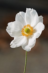 Anemone hupehensis var. japonica, by JJ Harrison