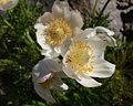 Windröschen (Pulsatilla occidentalis)