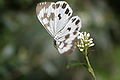 Butterfly in the region of Sikkim, India