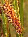 Carex utriculata