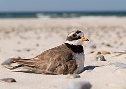 Sandregenpfeifer (von Arnoldius)