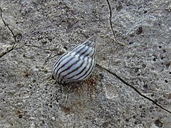 Echinolittorina ziczac (Zebra periwinkle)