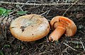 トウヒ属と共生するアカハツモドキ（Lactarius deterrimus）