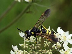 Tenthredo largiflava (familia Tenthredinidae) Bélgica