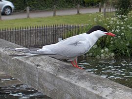 Крячок річковий (Sterna hirundo) біля Темзи