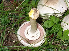 Agaricus xanthodermus