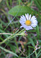 Alpine aster (Oreostemma alpigenum) flowerhead