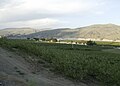 Apple orchards in Azwell, Washington surrounding a community of pickers' cabins