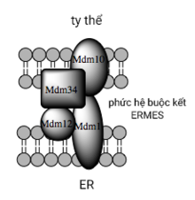 Phức hệ buộc kết ERMES.