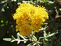 Eriophyllum stoechadifolium