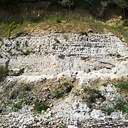 Höhlen der Uferschwalbe in mesozoischen Kalksteinen auf Bornholm. Auffällig ist die schichtgebundene Verteilung der Höhlen.