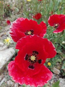 Papaver rhoeas