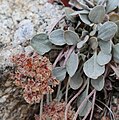 Lobbs buckwheat late red flower close