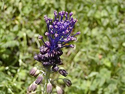 Muscari comosum