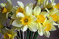 My first Narcissus still life photo... (2010-04-05)