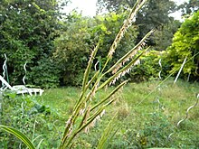 Spartina pectinata