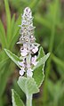 White hedge nettle flower cluster