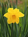 * Nomination Trompetnarcis (Narcissus).-- Famberhorst 04:49, 10 April 2014 (UTC) * Promotion Good quality. --Cayambe 10:25, 16 April 2014 (UTC)