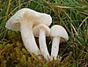 Hygrocybe virginea