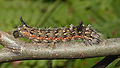 Acronicta