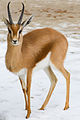 gazelle dorcas (mâle)