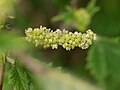 Inflorescence