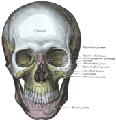 Sjeiel frontaal zich, Gray's Anatomy