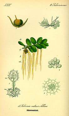 Illustration Salvinia natans0.jpg