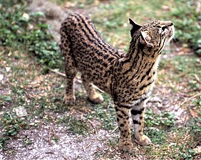 Chat de Geoffroy dans la province de Corrientes en 2005.