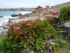 Plante grasse en bordure de mer, aux fleurs roses.