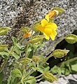 Mimulus tilingii, flower & sepals close