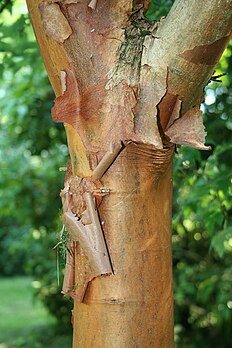 Tronc d'un érable à écorce de papier (Acer griseum). (définition réelle 1 152 × 1 728)