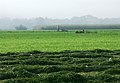 Rohrspitz; Bauer beim Mähen, Bodensee-Rundwanderweg+[1]