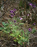 Senecio garcibarrigae