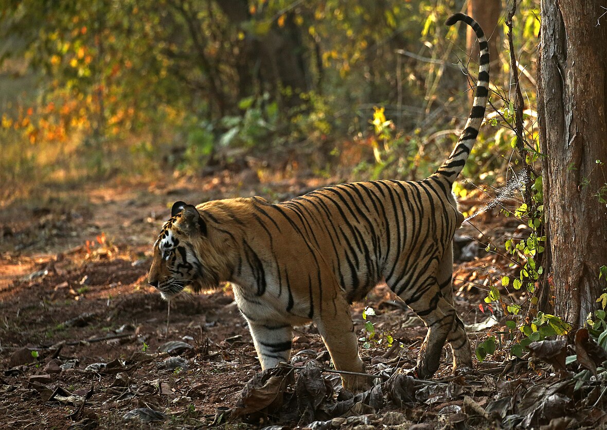 A tiger aims his penis backward while urinating.[1]