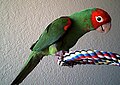 オナガアカボウシインコ Red-masked Parakeet、Cherry-headed Conure とも