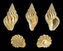 Pollia assimilis (Grey Goblet), Shell