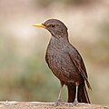 2. Fekete rigó (Turdus merula mauretanicus) tojó (Souss-Massa Nemzeti Park, Marokkó) (javítás)/(csere)