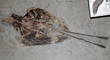 White slab of rock left with cracks and impression of bird feathers and bone, including long paired tail feathers