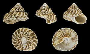 Cookia sulcata (Cook's turban), shell, juvenile